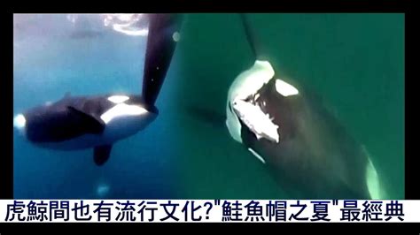 岱帽|海洋生物也追隨時尚？民眾目擊「虎鯨戴死鮭魚帽」 專家：時。